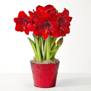 Better Together Blooming Garden