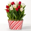 YMF03_LOL_preset_ftd-mx-hero-sv-new Red and White Mixed Tulip Bulb Garden
