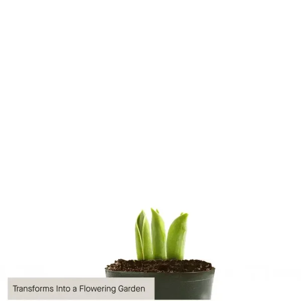 YMF32_ALT_V1_preset_ftd-mx-hero-sv-alt Red Amaryllis Bulb Garden