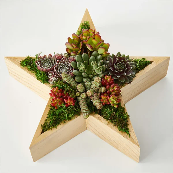 Joyous Star Succulent Garden